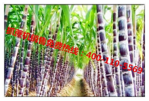 山東寶鼎抓木機(jī)廠家